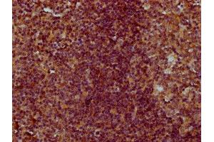IHC image of ABIN7148577 diluted at 1:300 and staining in paraffin-embedded human tonsil tissue performed on a Leica BondTM system. (Cornifelin (CNFN) (AA 1-112) Antikörper)