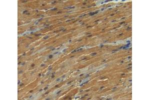 Used in DAB staining on fromalin fixed paraffin- embedded Kidney tissue (KPNA3 Antikörper  (AA 3-220))