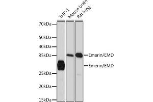 Western blot analysis of extracts of various cell lines, using Emerin/EMD Rabbit mAb (ABIN7266933) at 1:1000 dilution. (Emerin Antikörper)