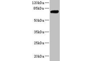 Western blot All lanes: KLHL13 antibody at 5.