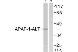 Western blot analysis of extracts from COLO205, using APAF-1-ALT antibody (ABIN5976347). (APAF1 Antikörper  (C-Term))