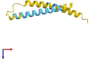 Neuronatin (NNAT) (AA 1-81) protein (Fc Tag)