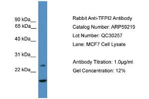 WB Suggested Anti-TFPI2  Antibody Titration: 0. (TFPI2 Antikörper  (N-Term))