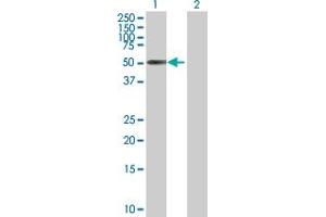 Western Blot analysis of ZNF480 expression in transfected 293T cell line by ZNF480 MaxPab polyclonal antibody. (ZNF480 Antikörper  (AA 1-516))