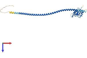 CLEC10A Protein (AA 1-304) (His tag)