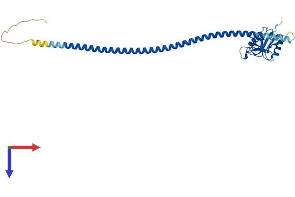 CLEC10A Protein (AA 1-304) (His tag)