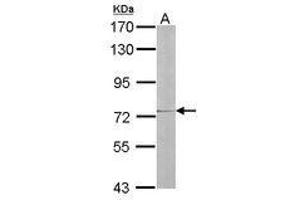 Image no. 1 for anti-Interleukin 17 Receptor D (IL17RD) (AA 286-501) antibody (ABIN467484) (IL17RD Antikörper  (AA 286-501))