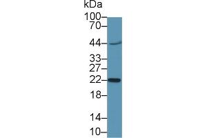 Western Blot; Sample:Mouse Placenta lysate; Primary Ab: 2µg/ml Rabbit Anti-Human CGb1 Antibody Second Ab: 0. (CGB Antikörper  (AA 55-153))
