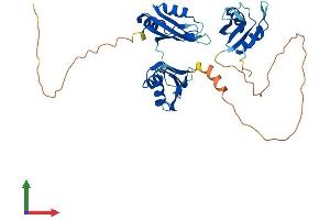 Protein Structure (PS) image for ELAV (Embryonic Lethal, Abnormal Vision, Drosophila)-Like 2 (Hu Antigen B) (ELAVL2) (AA 1-359) protein (His tag) (ABIN7547376)