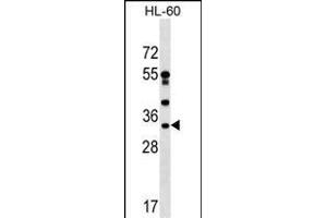 DNAJC17 Antibody (C-term) (ABIN1536940 and ABIN2849473) western blot analysis in HL-60 cell line lysates (35 μg/lane). (DNAJC17 Antikörper  (C-Term))