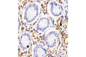 (ABIN657511 and ABIN2846535) staining RHBDF2 in human duodenum tissue sections by Immunohistochemistry (IHC-P - paraformaldehyde-fixed, paraffin-embedded sections). (RHBDF2 Antikörper  (N-Term))