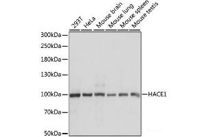 Western blot analysis of extracts of various cell lines using HACE1 Polyclonal Antibody at dilution of 1:1000. (HACE1 Antikörper)