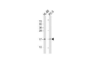 All lanes : Anti-GRP Antibody (Center) at 1:2000 dilution Lane 1: HL-60 whole cell lysate Lane 2: PC-3 whole cell lysate Lysates/proteins at 20 μg per lane. (Gastrin-Releasing Peptide Antikörper  (AA 67-97))