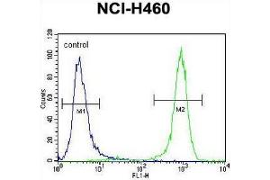 PREX1 Antibody (C-term) flow cytometric analysis of NCI-H460 cells (right histogram) compared to a negative control cell (left histogram). (PREX1 Antikörper  (C-Term))