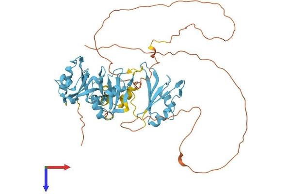 HNRNPH2 Protein (AA 1-449) (His tag)