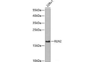 Western blot analysis of extracts of 22Rv1 cells using RLN2 Polyclonal Antibody at dilution of 1:1000. (Relaxin 2 Antikörper)