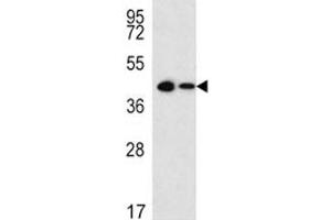 Sox2 antibody western blot analysis in 293, CEM lysate (15ug/lane). (SOX2 Antikörper  (AA 227-262))