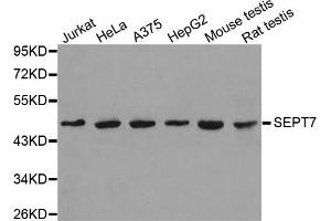 Western blot analysis of extracts of various cell lines, using SEPT7 antibody (ABIN5971967). (Septin 7 Antikörper)