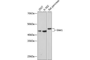 Western blot analysis of extracts of various cell lines, using Islet1 Rabbit mAb (ABIN7268024) at 1:1000 dilution. (ISL1 Antikörper)