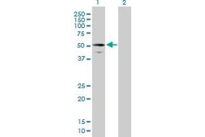 Western Blot analysis of RUFY3 expression in transfected 293T cell line by RUFY3 MaxPab polyclonal antibody. (RUFY3 Antikörper  (AA 1-469))