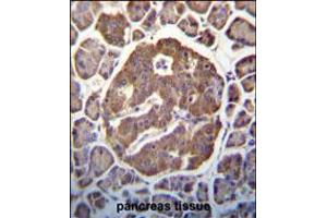 MAP3K13 (LZK) Antibody (S869) immunohistochemistry analysis in formalin fixed and paraffin embedded human pancreas tissue followed by peroxidase conjugation of the secondary antibody and DAB staining.