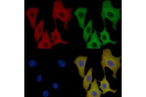 ADAM9 Mouse Monoclonal Antibody staining HepG2 cells by IF/ICC. (ADAM9 Antikörper  (C-Term))
