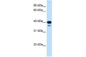 Western Blot showing NFYC antibody used at a concentration of 0. (NFYC Antikörper  (C-Term))