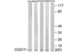 Western blot analysis of extracts from HeLa/HepG2/COLO/293 cells, using COX17 Antibody. (COX17 Antikörper  (AA 1-50))