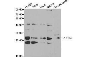 Western blot analysis of extracts of various cell lines, using PRDX4 antibody (ABIN5970695) at 1/1000 dilution. (Peroxiredoxin 4 Antikörper)