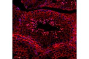 Immunofluorescence of paraffin embedded mouse testis using C1orf173 (ABIN7074073) at dilution of 1: 650 (350x lens) (Glutamate-Rich Protein 3 (ERICH3) Antikörper)