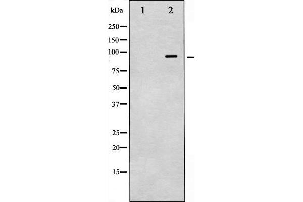 VAV1 Antikörper  (pTyr174)