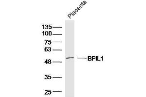 Mouse placenta lysates probed with BPIL1 Polyclonal Antibody, unconjugated  at 1:300 overnight at 4°C followed by a conjugated secondary antibody for 60 minutes at 37°C. (BPIL1 Antikörper  (AA 1-100))