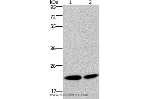 Western blot analysis of Hela and Jurkat cell, using NPM3 Polyclonal Antibody at dilution of 1:300 (NPM3 Antikörper)