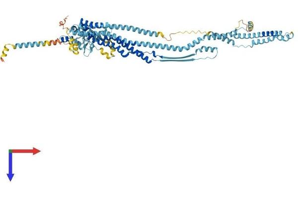DCST1 Protein (AA 1-732) (His tag)