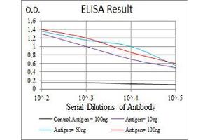 Fig. (TTR Antikörper  (AA 1-147))