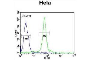 Flow cytometric analysis of Hela cells using CTDSPL Antibody (N-term) Cat.