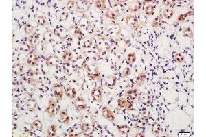 Formalin-fixed and paraffin embedded mouse kidney labeled with Rabbit Anti-DAXX (Ser517) Polyclonal Antibody (ABIN757687) at 1:200 followed by conjugation to the secondary antibody and DAB staining (DAXX Antikörper  (pSer517))