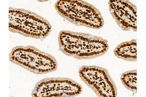 Phospho-HSP70 (Ser153) Antibody at 1/100 staining Mouse colorectal tissue by IHC-P. (HSP70 Antikörper  (pSer153))