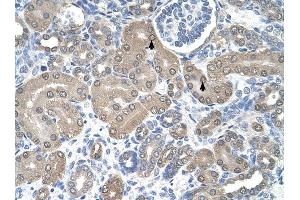 SSR1 antibody was used for immunohistochemistry at a concentration of 4-8 ug/ml to stain Epithelial cells of renal tubule (arrows) in Human Kidney. (SSR1 Antikörper)