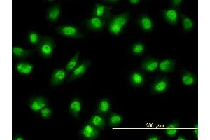 Immunofluorescence (IF) image for anti-Nuclear Receptor Subfamily 1, Group D, Member 2 (NR1D2) (AA 1-579) antibody (ABIN564291)