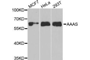 Western blot analysis of extracts of various cell lines, using AAAS antibody. (Adracalin Antikörper)