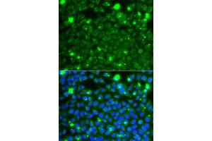 Immunofluorescence analysis of A549 cells using HSPE1 antibody. (HSPE1 Antikörper  (AA 1-102))