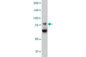 FBXO42 monoclonal antibody (M02), clone 2F10 Western Blot analysis of FBXO42 expression in HeLa . (FBXO42 Antikörper  (AA 619-717))