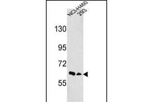 Western blot analysis of hEPHA3- (ABIN391887 and ABIN2841707) in NCI-,293 cell line lysates (35 μg/lane). (EPH Receptor A3 Antikörper  (N-Term))