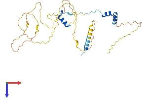 VGLL4 Protein (AA 1-290) (His tag)