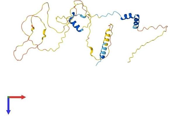 VGLL4 Protein (AA 1-290) (His tag)