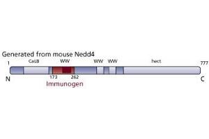 Image no. 3 for anti-Neural Precursor Cell Expressed, Developmentally Down-Regulated 4, E3 Ubiquitin Protein Ligase (NEDD4) (AA 173-262) antibody (ABIN968557) (NEDD4 Antikörper  (AA 173-262))