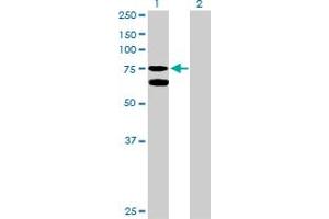 Western Blot analysis of GARS expression in transfected 293T cell line by GARS MaxPab polyclonal antibody. (GARS Antikörper  (AA 1-685))