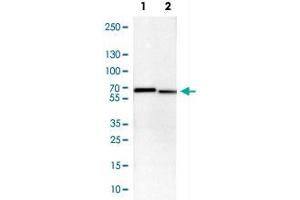 Western Blot analysis of Lane 1: NIH-3T3 cell lysate (mouse embryonic fibroblast cells) and Lane 2: NBT-II cell lysate (Wistar rat bladder tumour cells) with STK3 polyclonal antibody . (STK3 Antikörper)
