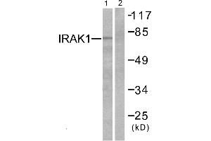 Western blot analysis of extracts from HeLa cells, using IRAK1 (Ab-387) antibody. (IRAK1 Antikörper  (Thr387))